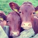 Government raw milk raids
